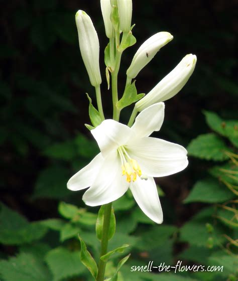 Thoughts About Pure White Lily | smell the flowers blog