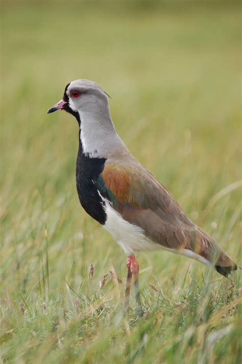 Beautiful Tero Bird - Very common in Argentina and Chile | Flickr