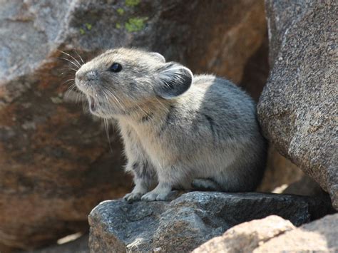 Amazing Wildlife Photos in Yellowstone National Park | Reader's Digest