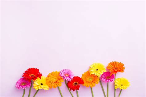 1366x768px, 720P Free download | Flower Computer Background, Flowers HD ...