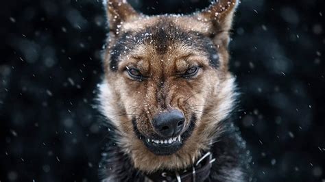 Angry Dog Wallpapers - Top Free Angry Dog Backgrounds - WallpaperAccess