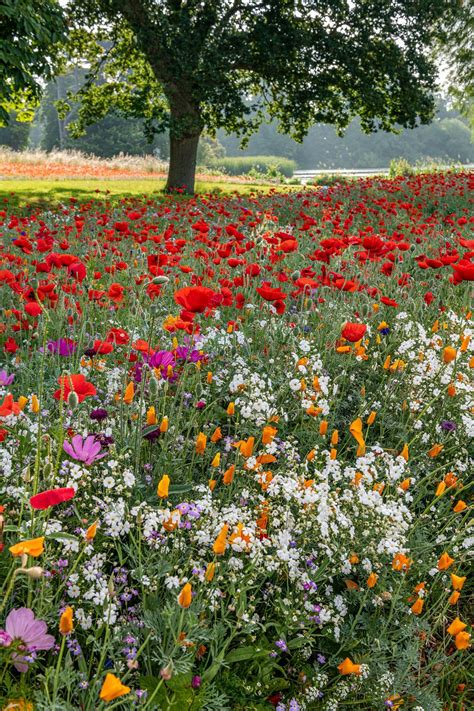 Meadow Flowers | Wild flower meadow, Meadow flowers, Beautiful gardens