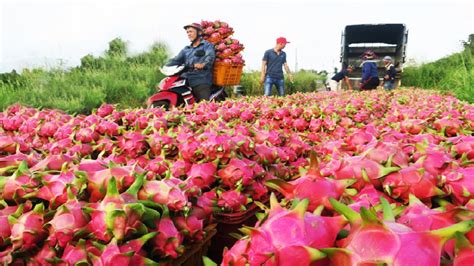 Asian Dragon fruit Farming and Harvest - Dragon fruit cultivation and ...