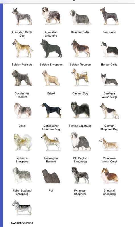 Herding dog breeds | Dog breeds, Herding dogs, Dog breeds list