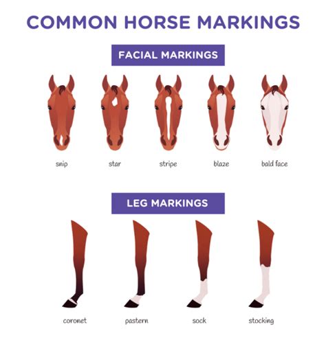 Horses 101 (Fun Facts, Breeds, Cost, Care, Riding, Etc.)