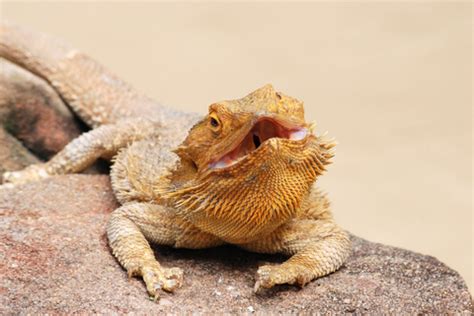 The Inland Bearded Dragon - Pogona vitticeps - DesertUSA