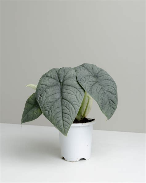 Little Fox lane :: Buy Plants Online – Little Fox Lane