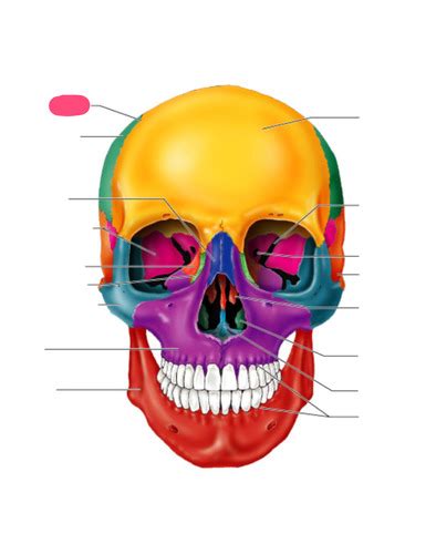 Human skull anterior view quiz Flashcards | Quizlet