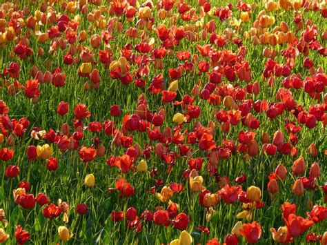 Free picture: nature, field, horticulture, flower, summer, flora, grass, garden, tulip