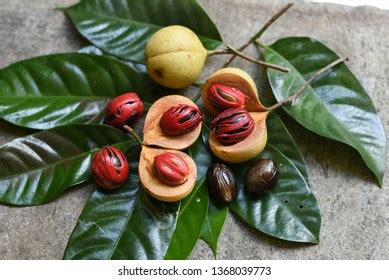 2,352 Myristica fragrans Images, Stock Photos & Vectors | Shutterstock