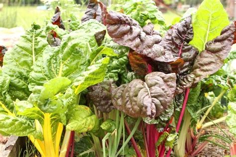 15 frost tolerant plants for the fall and winter vegetable garden | Winter vegetables gardening ...