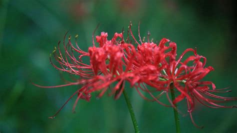 [最も共有された！ √] red spider lily meaning 237434-Red spider lily meaning