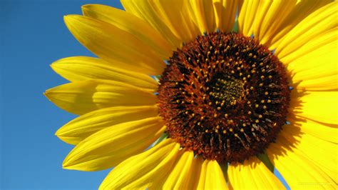 Sunflower Macro #6991817