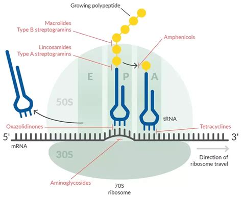 Mechanisms of Action of Antibiotics: An Overview – Microbe Online