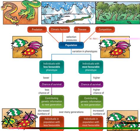 Natural Selection - Biology