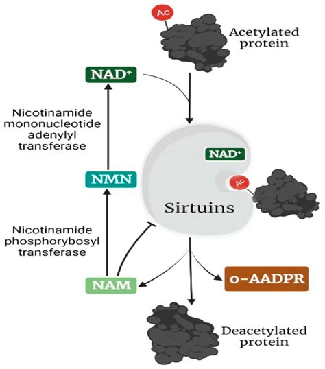 Sirtuins in Breast and Prostate Cancer | Encyclopedia MDPI