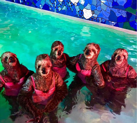 Sloths Swimming