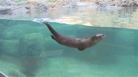 Animals, River otter swimming, Otter swimming