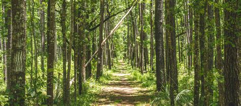 Conseils pour des excursions : Francis Marion National Forest ...