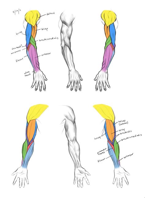 Feet Drawing, Arm Drawing, Human Anatomy Drawing, Body Reference Drawing, Human Poses Reference ...