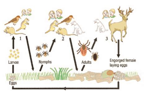 Mosquito.Buzz | Tick Life Cycle