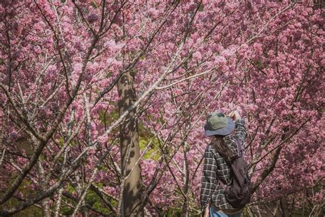 6 Best Places to See Cherry Blossoms in Taiwan - Fravel