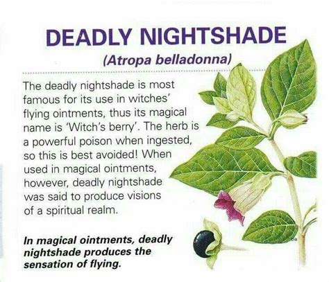 Nightshade is poison and fatal if ingested. It's best to just leave this one alone. Magic Herbs ...