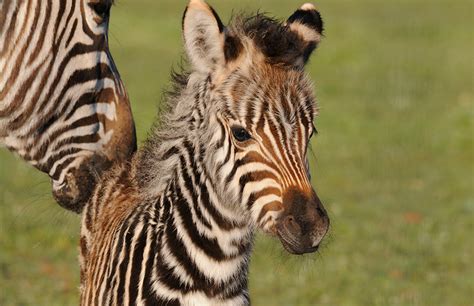 Adorable zebra foal kickstarts baby boom - Monarto Zoo