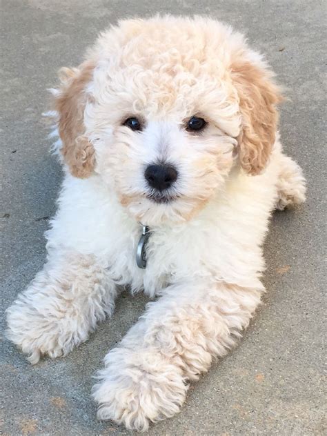 Mini Goldendoodle … | Baby animals, Cute dogs, Happy dogs