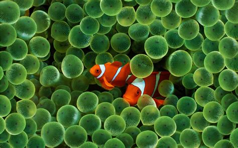 Clown Fish Wallpapers - Top Free Clown Fish Backgrounds - WallpaperAccess