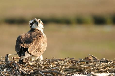 Super Bowl facts: What is a seahawk? | Natural World | Earth Touch News