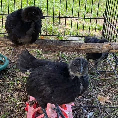 Ayam Cemani: Eggs, Height, Size and Raising Tips