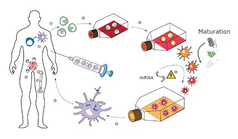 DC-vaccine - Cimaas