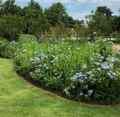 blue flowers are growing in the middle of a green garden area with grass and trees