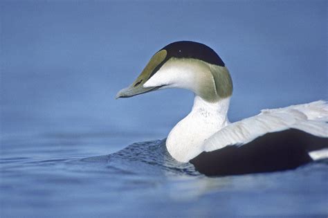 Common eider — Ducks Unlimited Canada