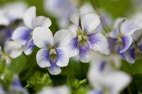 How to Use Wild Violets in Your Kitchen | HealthyGreenSavvy