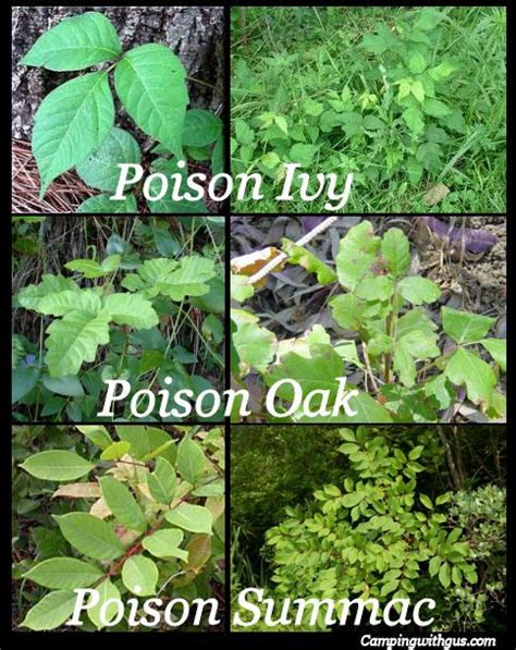 How to identify and treat Poison Ivy, Oak, and Sumac leaves Plants ...