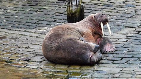 Thor the wandering walrus spotted in Scarborough harbour | Lifestyle | Independent TV