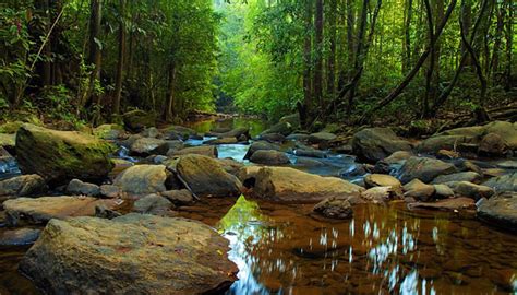 Sinharaja rainforest : Allceylon.lk