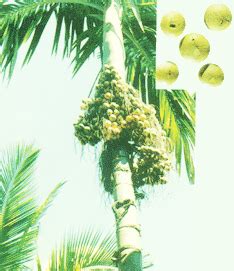 Betel-nut Culture in Hainan Province---ASEAN---China Center