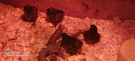 (6)+ FRESH~PURE~FERTILE~BLACK~AYAM CEMANI Hatching Eggs~Exotic/ Chicken Breeds £56.86 - PicClick UK