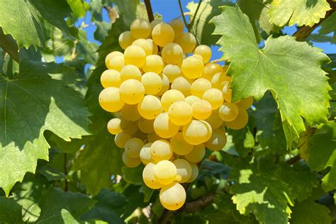 Types of Grapes: 15 Common Varieties | Fine Dining Lovers