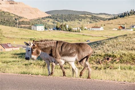 Wild Donkeys along in Cripple Creek Colorado These Donkeys are the Descendants of the Donkeys ...