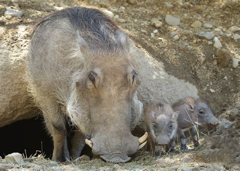 Too Cute! Check Out These Baby Warthogs Born at The Living Desert | Banning, CA Patch