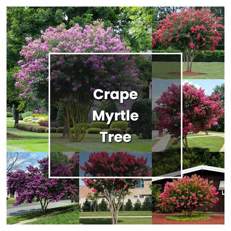 How to Grow Crape Myrtle Tree - Plant Care & Tips | NorwichGardener