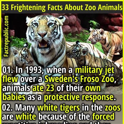 Fascinating Facts About Zoo Animals