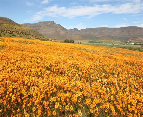 Finding Clanwilliam Wildflowers on the West Coast Way