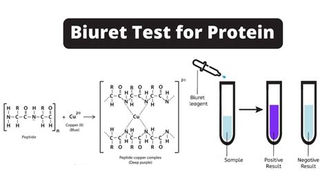 Biuret Test For Protein Principle, Procedure, Result, Application ...