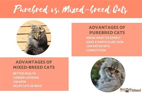 Purebred vs. Mixed Breed Cats - Advantages and Disadvantages