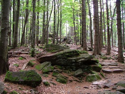 Bavarian Forest National Park - Alchetron, the free social encyclopedia